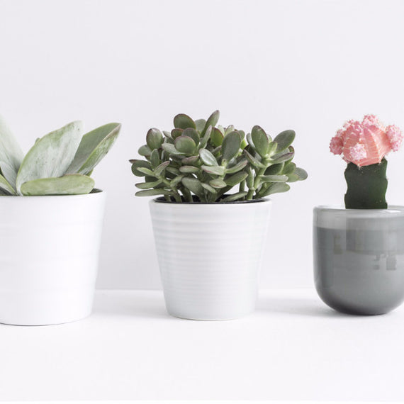 Succulent Set