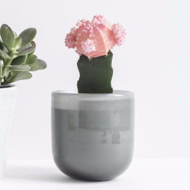Cactus in a Vase